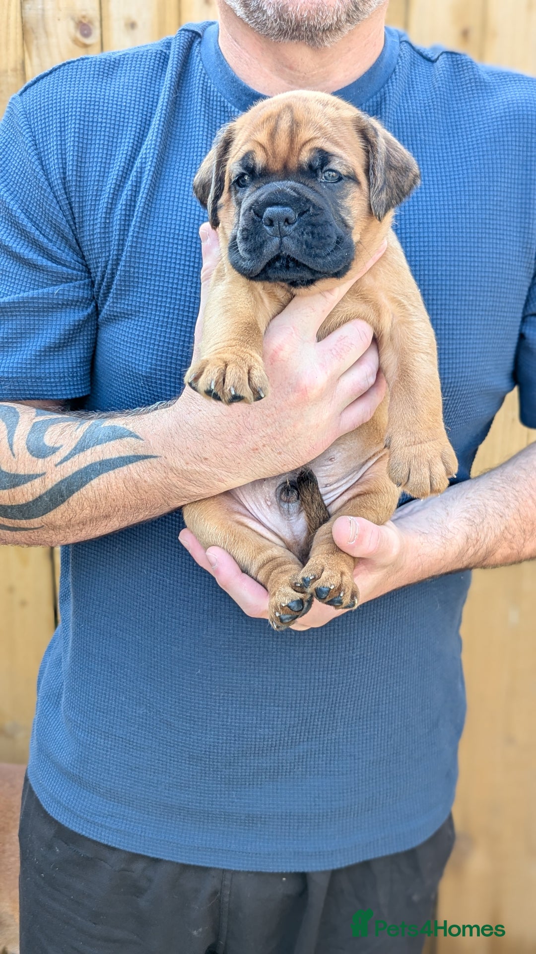 Mixed Breed dogs for sale: Boxer X Dogue De Bordeux Puppies - Image 6