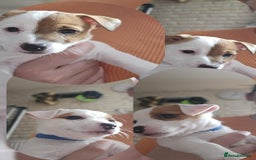 Jack Russell dogs for sale: JACK RUSSELL - Image 1