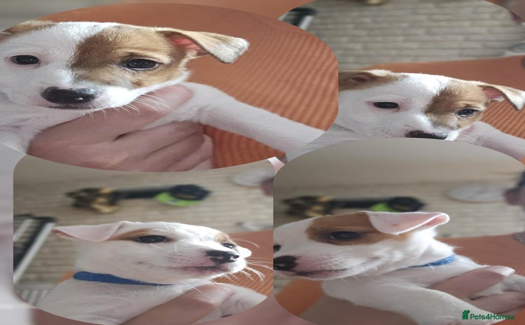 Jack Russell dogs - Advert 3