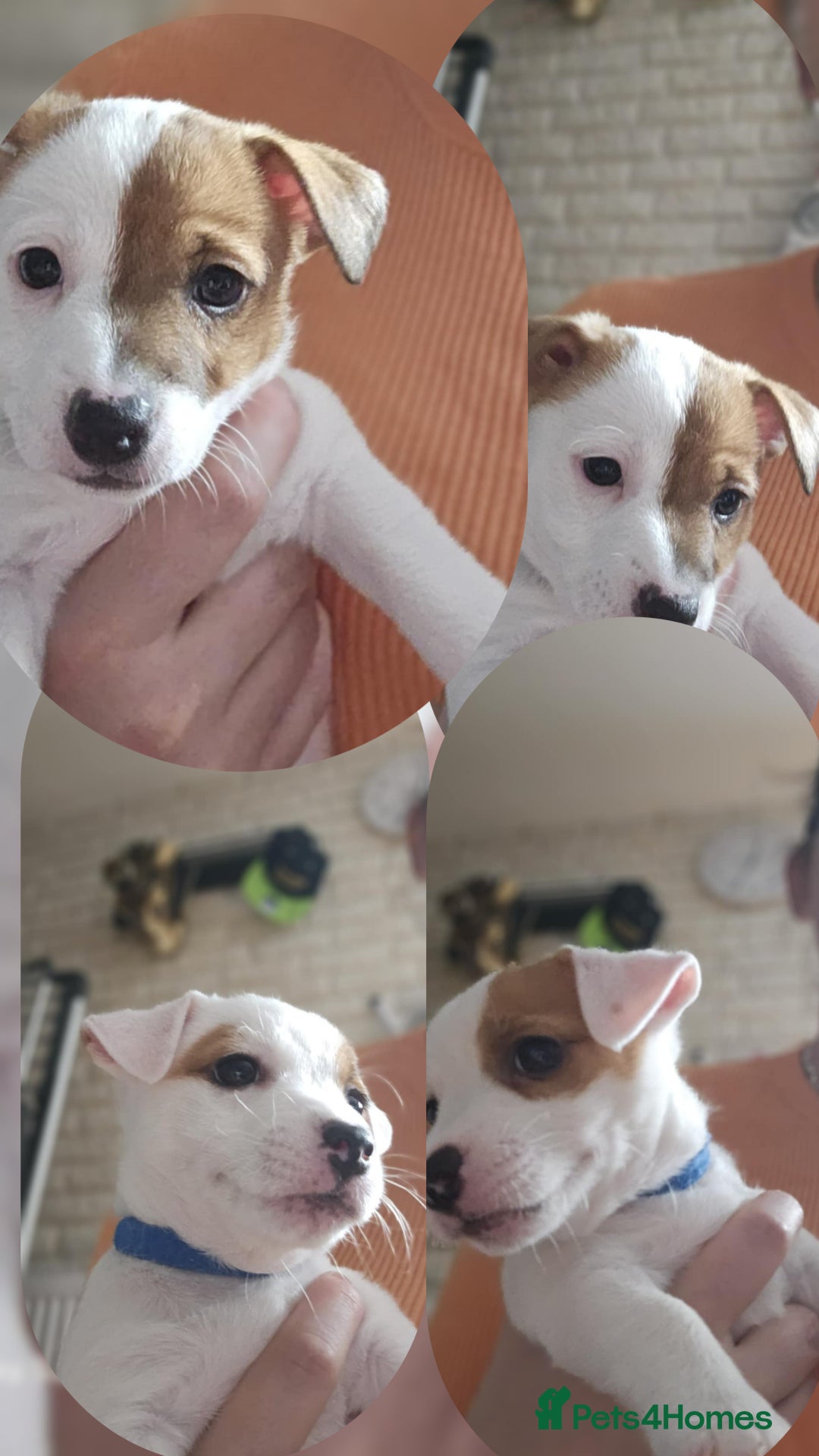 Jack Russell dogs for sale: JACK RUSSELL - Image 1