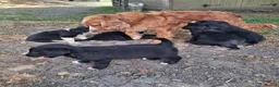 Sprollie dogs for sale: Beautiful litter of puppies  - Advert 28