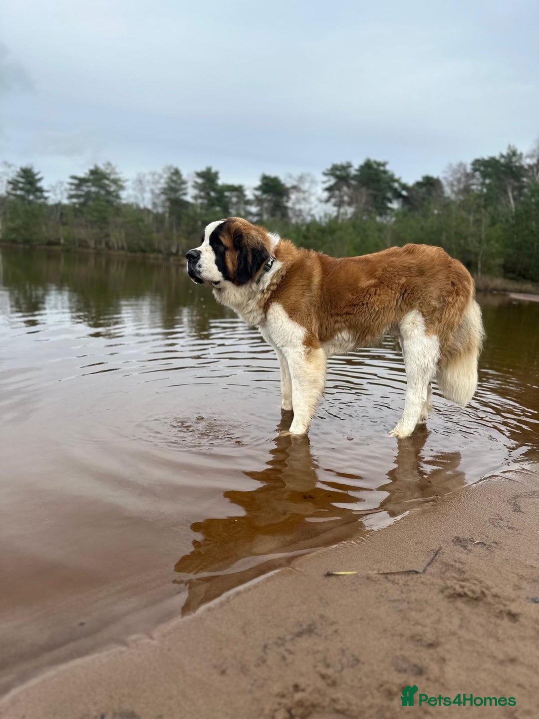 Saint Bernard dogs for stud: KC REGISTERED ST BERNARD UP FOR STUD - Advert 3