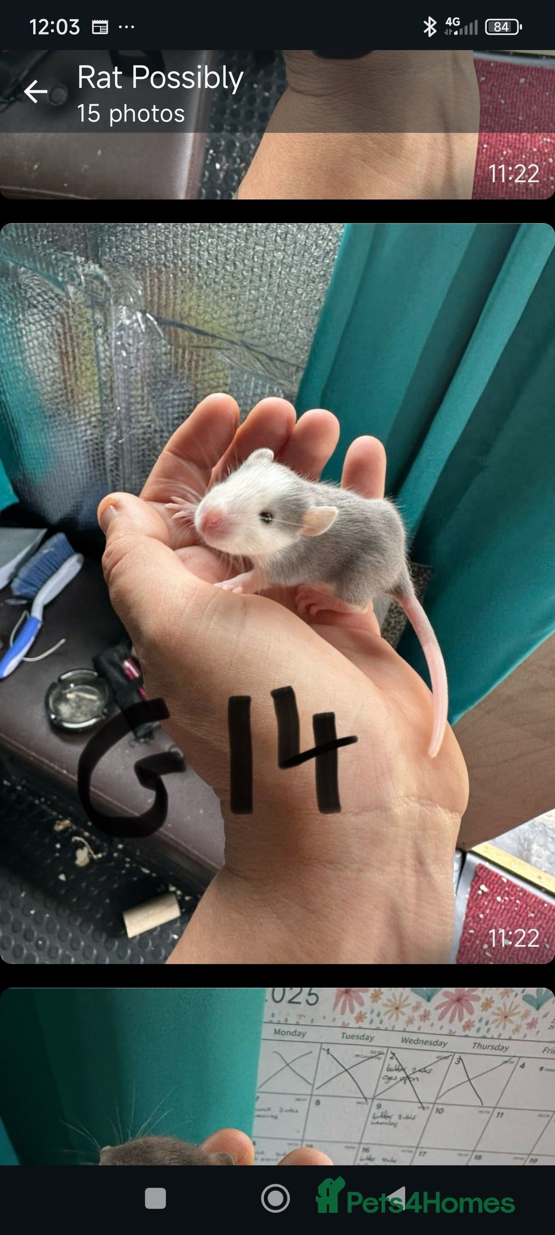Rat rodents for sale: 4 gorgeous rats for adoption  - Advert 20