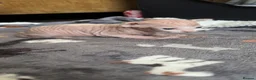 Sphynx cats for sale: 5 Beautiful Sphynx Babies  - Advert 7