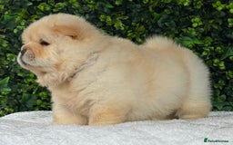 Chow Chow dogs for sale: 🧸🧸Beautiful litter of chow chow puppies🧸🧸 - Image 12