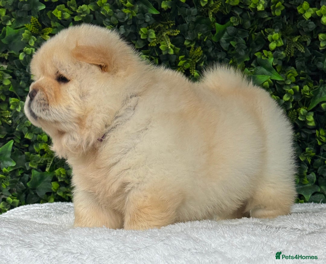 Chow Chow dogs for sale: 🧸🧸Beautiful litter of chow chow puppies🧸🧸 - Image 12