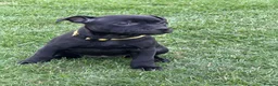 Staffordshire Bull Terrier dogs for sale: KC Black Puppies Ready Now - Advert 16