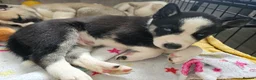 Huskita dogs for sale: Puppies for sale  - Advert 31