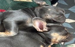French Bulldog dogs for sale: Isabella wrapped in cream, fluffy carrier - Image 37