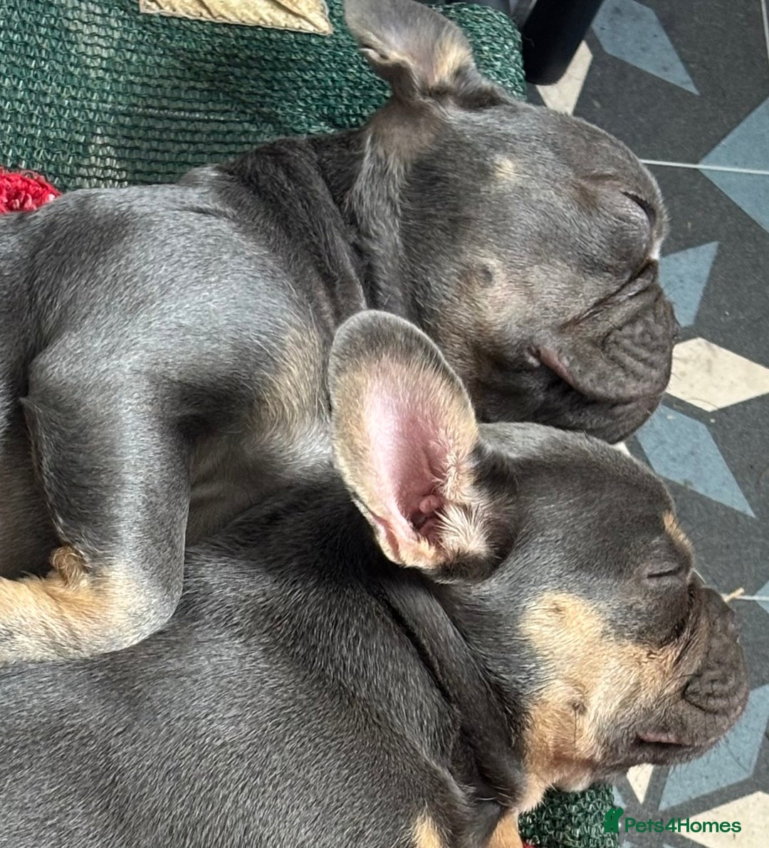 French Bulldog dogs for sale: Isabella wrapped in cream, fluffy carrier - Image 37