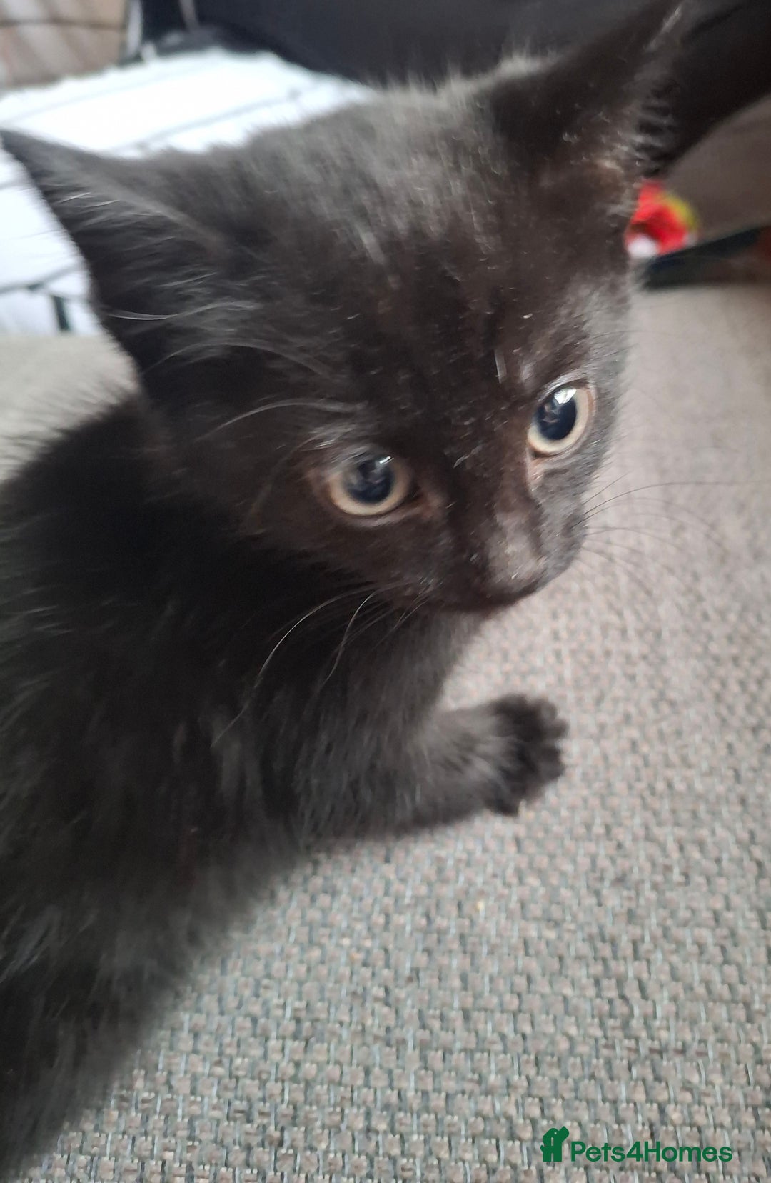 Mixed Breed cats for sale: 8 weeks old mixed kittens  - Advert 2