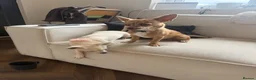 Chihuahua dogs for sale: 6 month old chihuahua puppy’s  - Advert 7