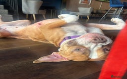 Mastiff dogs for sale: Karma  - Image 3