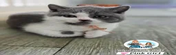 British Shorthair cats for sale: 5 Beautiful British short hair kittens available  - Advert 19