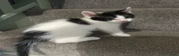 British Shorthair cats for sale: 2 x Black & white kittens, semi longhair, boys £40 - Advert 4