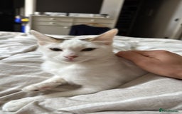 Mixed Breed cats for adoption: ARES BOY - FIONA MIX TURKISH ANGORA GIRL BONDED  - Advert 3