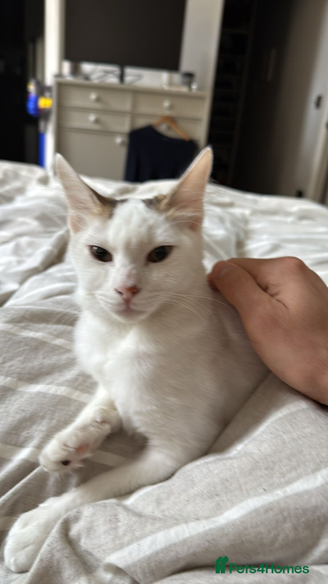 Mixed Breed cats for adoption: ARES BOY - FIONA MIX TURKISH ANGORA GIRL BONDED  - Advert 3