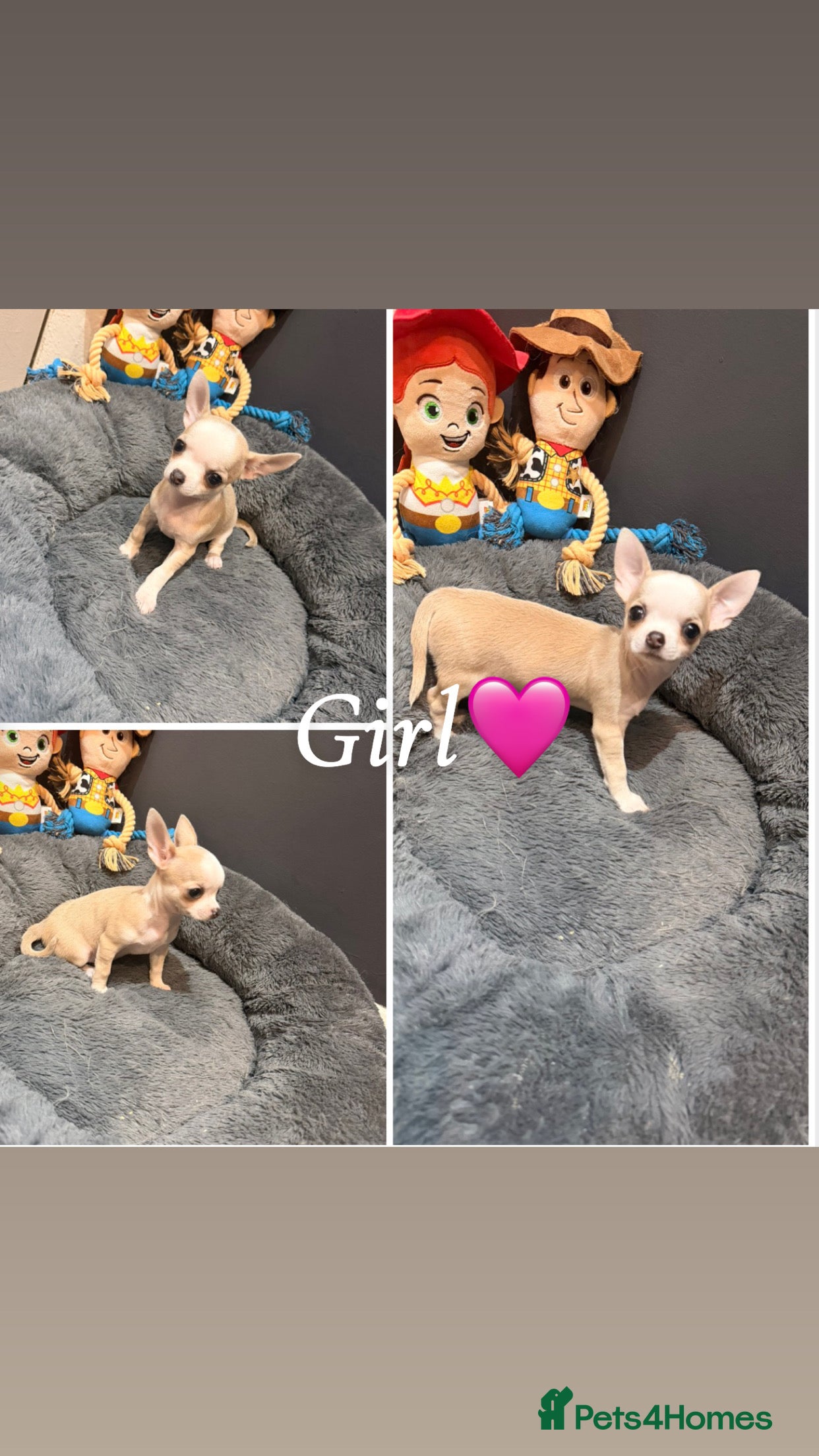 Chihuahua dogs Chihuahua puppies🩷🩵 - Advert 2