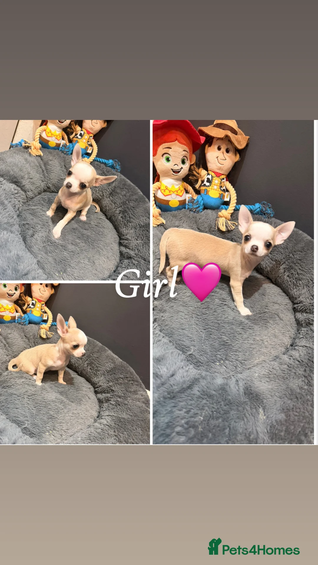 Chihuahua dogs for sale: Chihuahua puppies🩷🩵 - Advert 2
