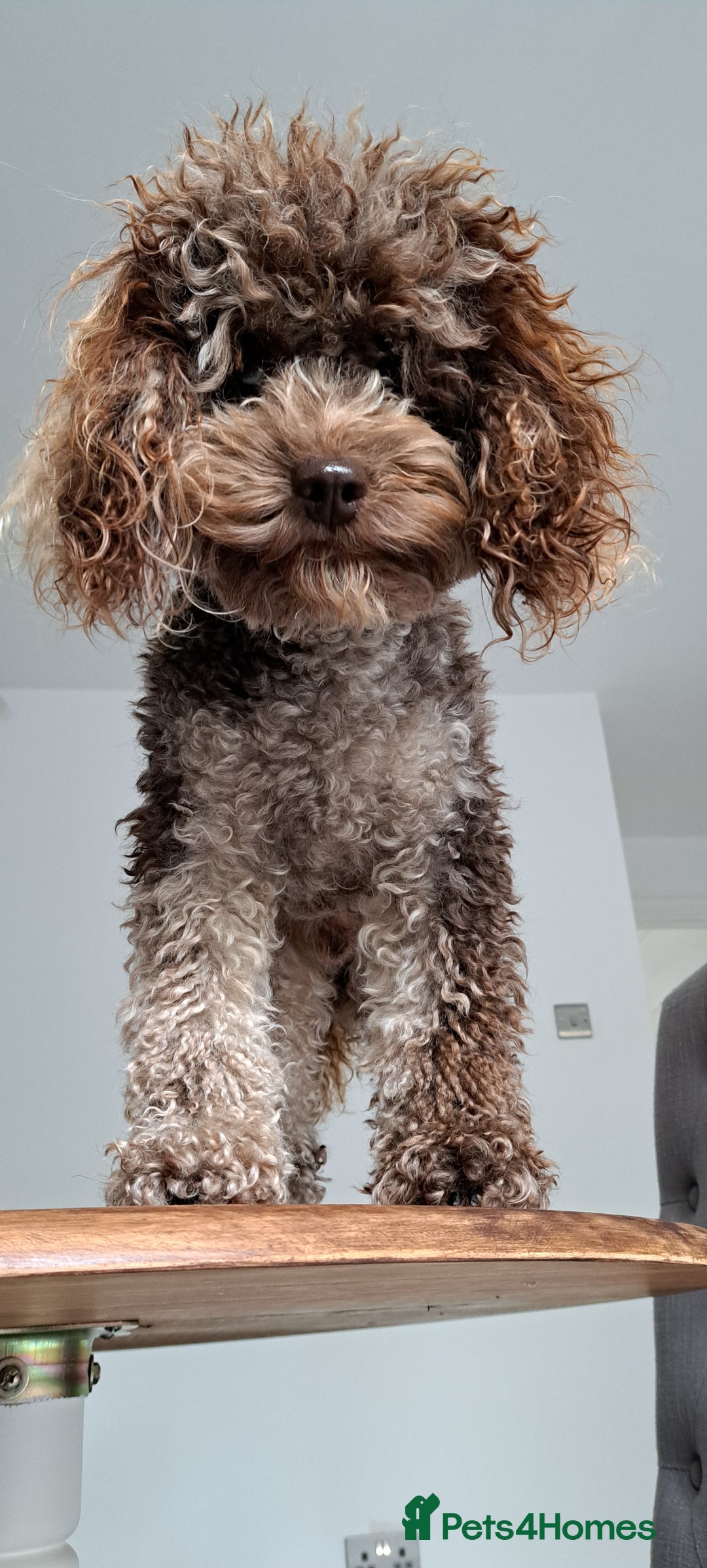 Cockapoo dogs for stud: cockapoo for stud merle DNA health tested, proven  in Bristol - Image 12