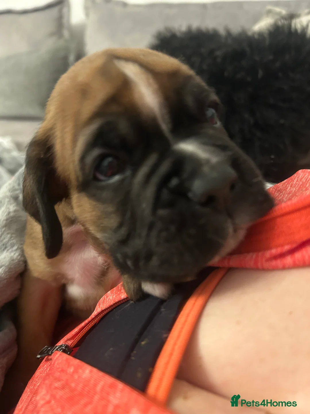 Boxer dogs for sale: Exceptional Litter - World Champion Bloodline  - Advert 9
