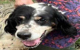 English Setter dogs for adoption: Rayo  - Image 10