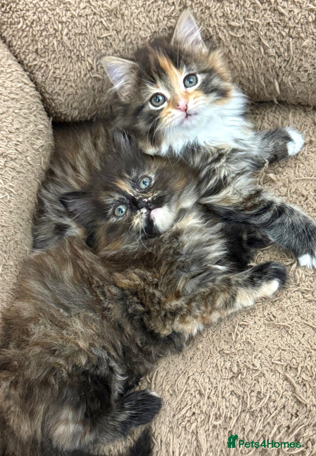 Mixed Breed cats for sale: GORGEOUS KITTENS  - Advert 8