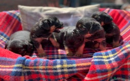 Border Terrier dogs for sale: Beautiful border terrier pups for sale In Kent - Image 10
