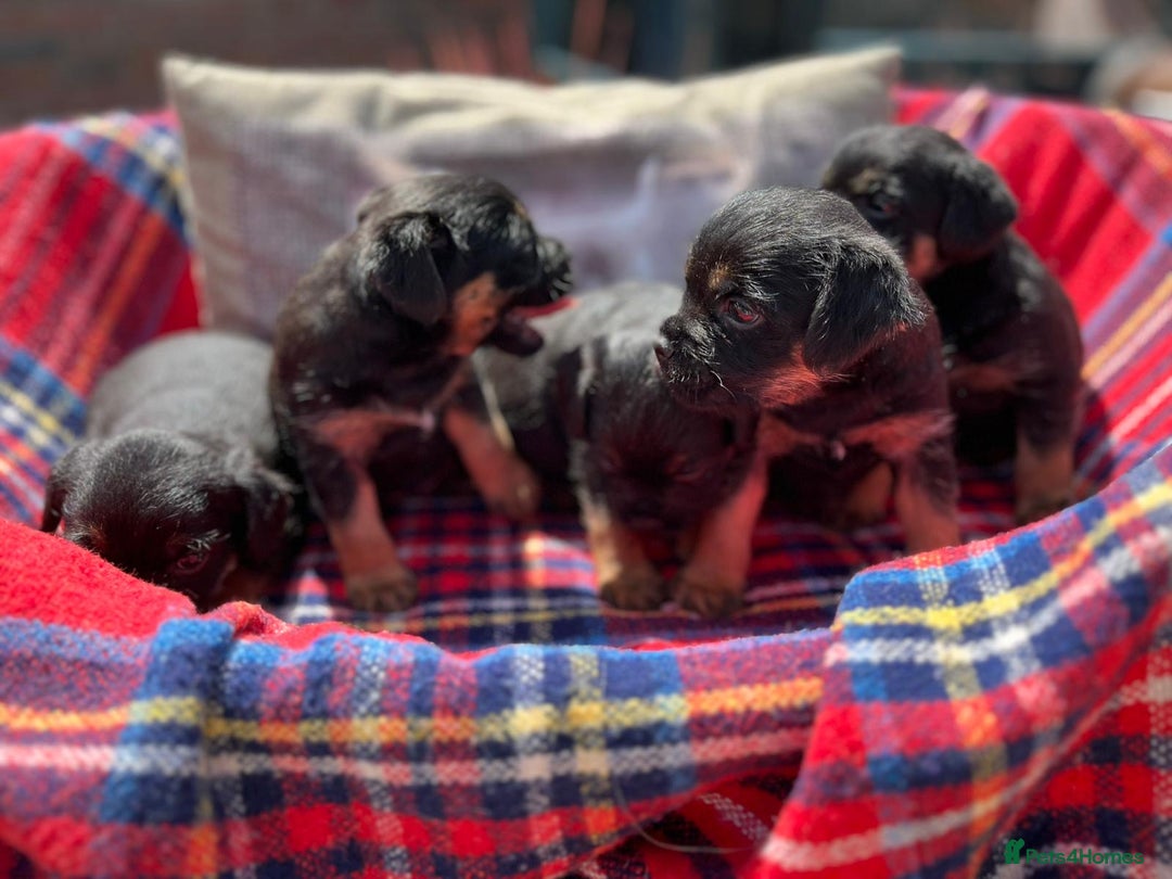 Border Terrier dogs for sale: Beautiful border terrier pups for sale In Kent - Image 10