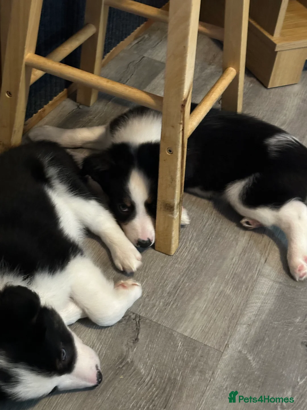 Border Collie dogs for sale: Beautiful Border Collies - Advert 11