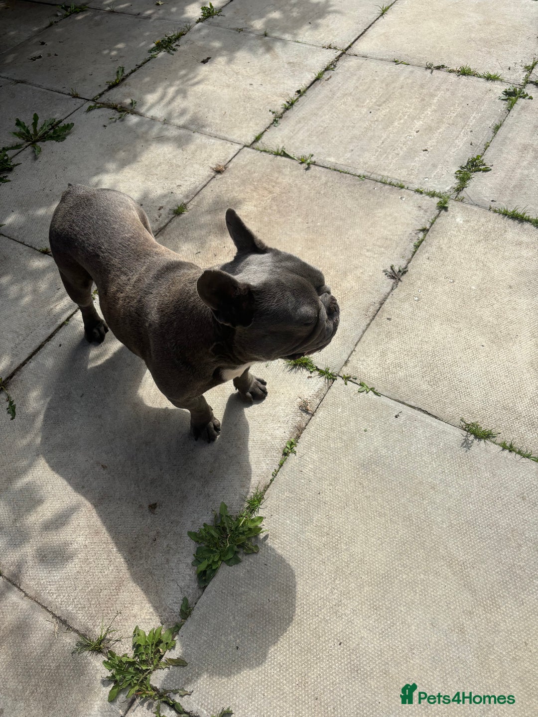 French Bulldog dogs for sale: KC REGISTERED FRENCH BULLDOGS - Advert 4