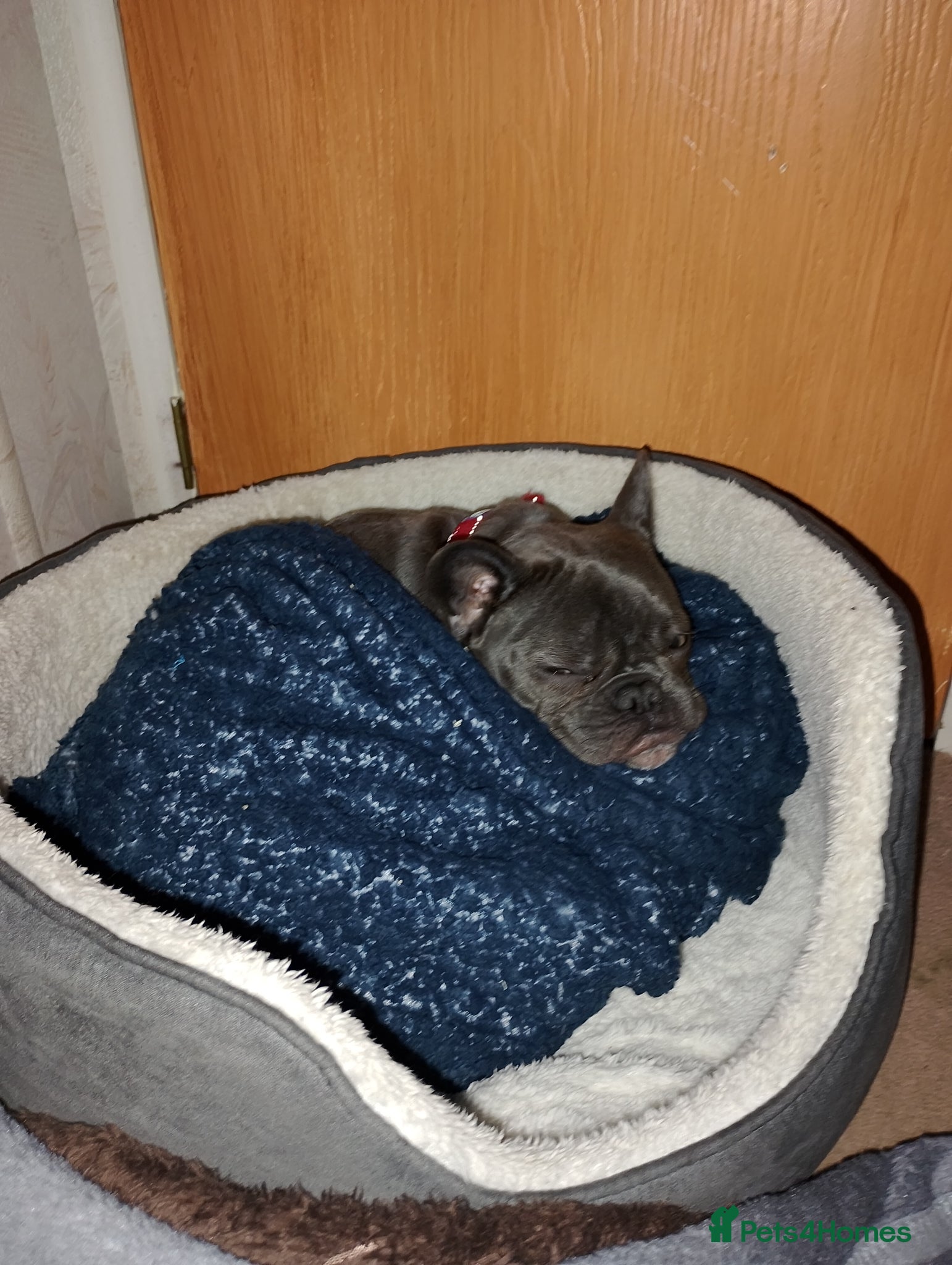 French Bulldog dogs French bulldog for sale  - Advert 13