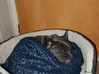 French Bulldog dogs French bulldog for sale - Advert 13