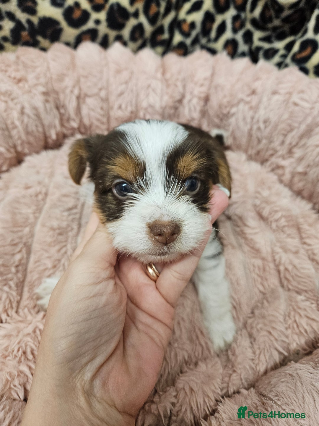 Yorkshire Terrier dogs for sale: 🤎 DNA tested parents 🤎 1 girl, 1 boy - Advert 21