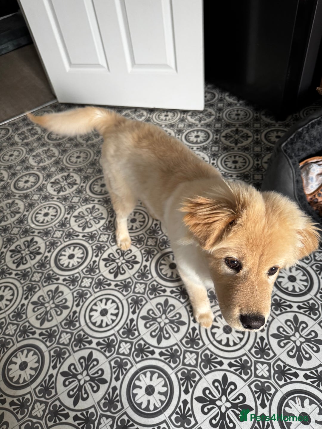 Mixed Breed dogs for sale: For sale - Image 6