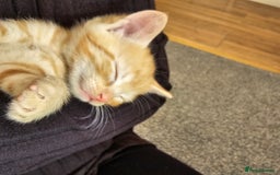 British Shorthair cats for sale: Male and female kittens for sale  - Image 10