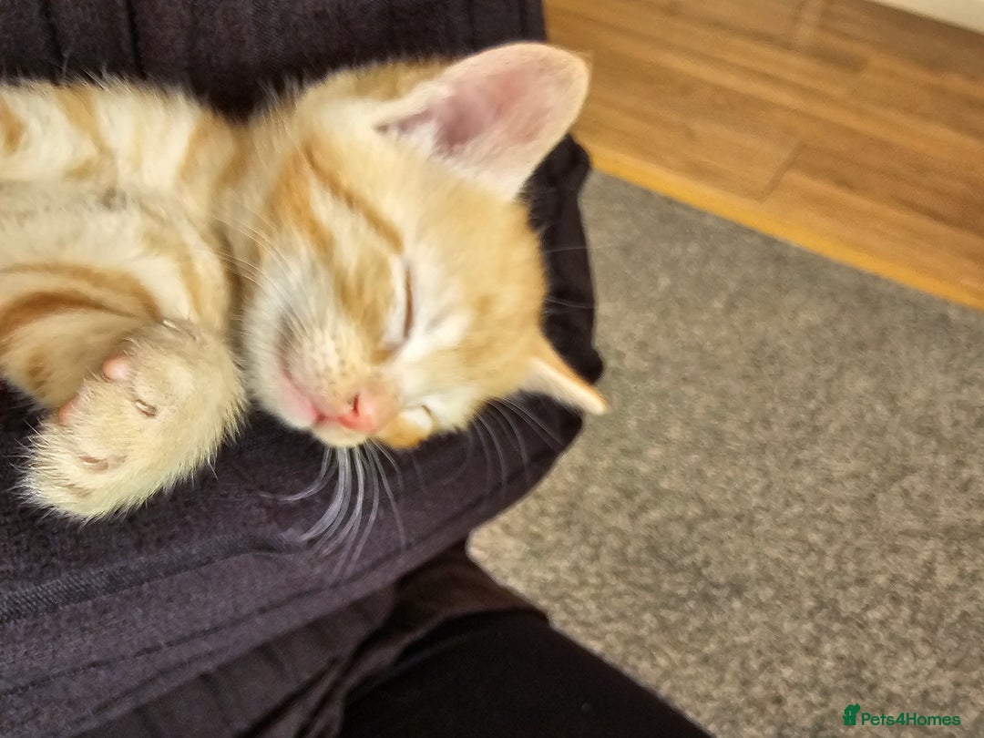British Shorthair cats for sale: Male and female kittens for sale  - Image 10