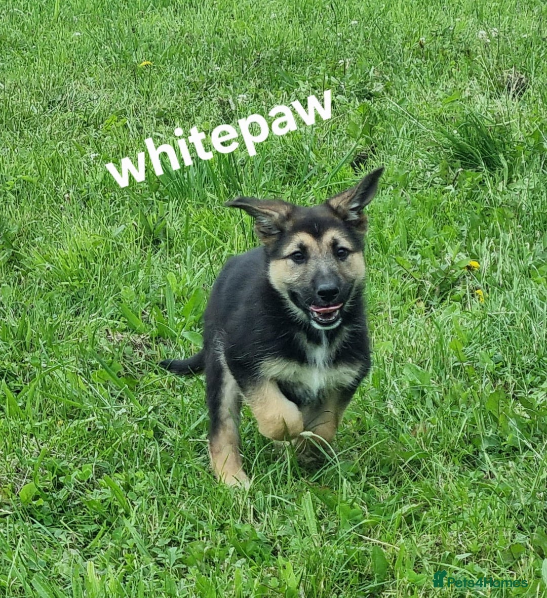 German Shepherd dogs for sale: 2 German Shepherd Bitches Ready Now - Image 14