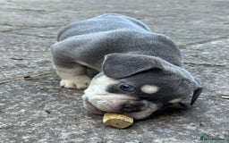 French Bulldog dogs for sale: Blue/fawn french bulldog boys with blue eyes 🐾💙 - Image 2