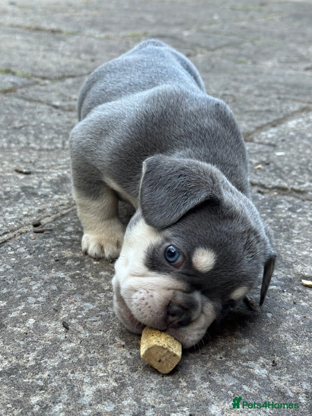 French Bulldog dogs for sale: Blue/fawn french bulldog boys with blue eyes 🐾💙 - Image 2