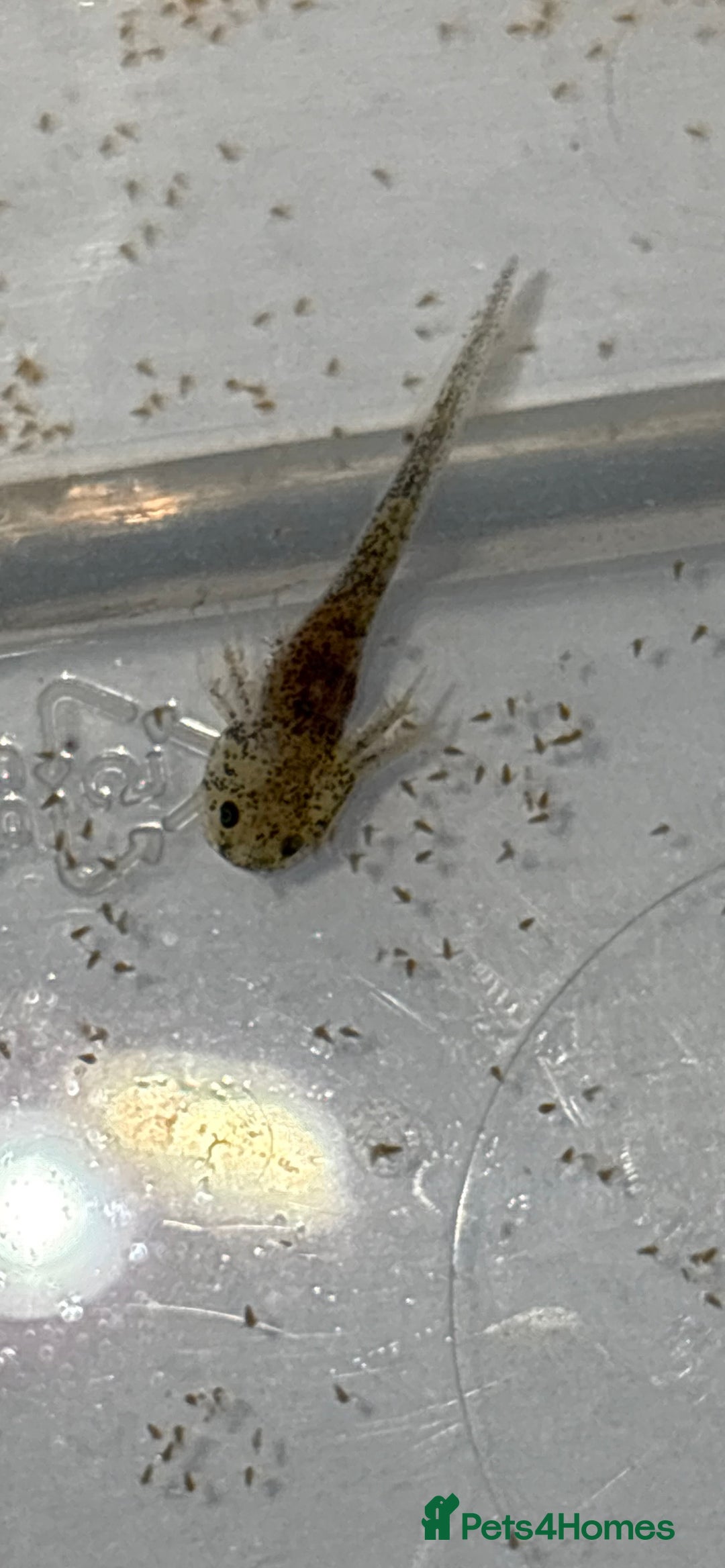 Axolotl reptiles for sale: Baby aXolotls - Advert 9