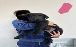 German Shepherd dogs for sale: Pure black german shepherd puppies - Image 5