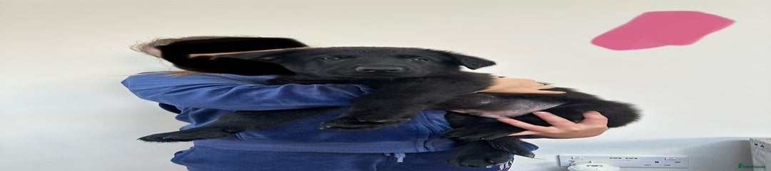 German Shepherd Puppy 1