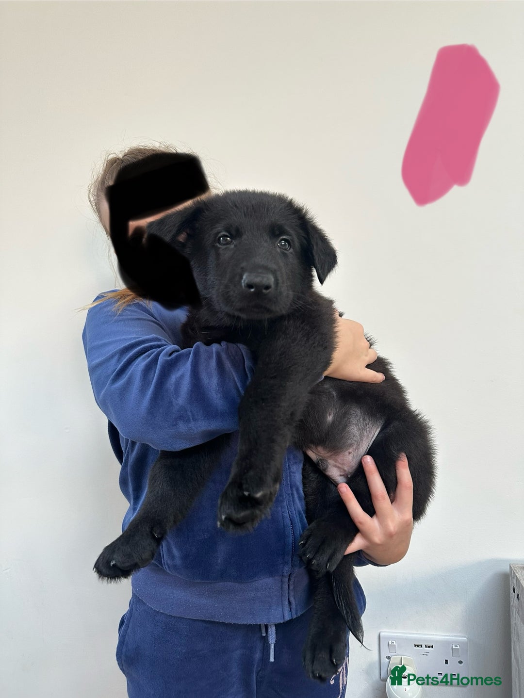 German Shepherd dogs for sale: Pure black german shepherd puppies - Image 5