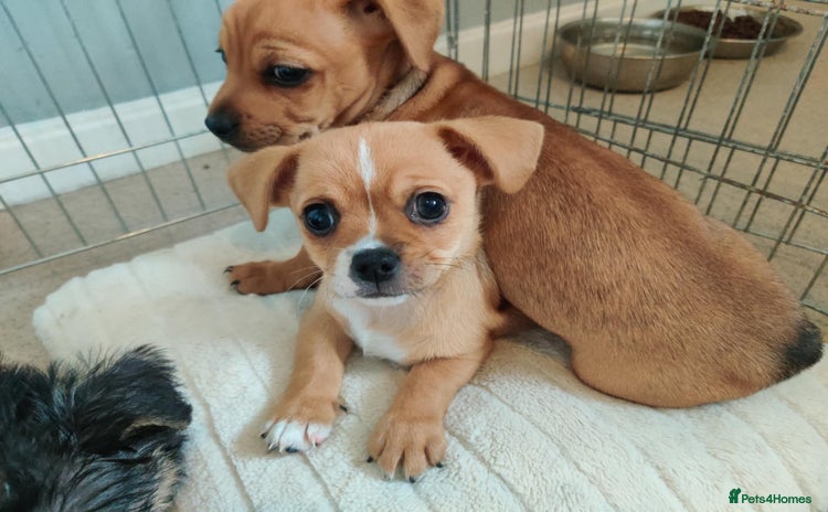 Mixed Breed dogs - Advert 11