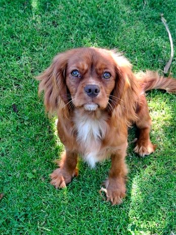 Cavalier King Charles Spaniel dogs - Advert 2