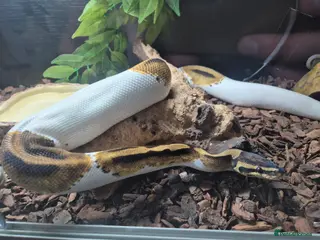 Python Snake reptiles Female Ball Pyhton - Advert 1