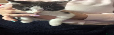 Mixed Breed Kitten 3