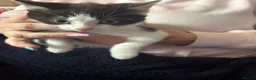 Mixed Breed cats for sale: Carol  - Advert 3