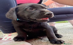 Labrador Retriever dogs for sale: ⭐️READY TO GO NEXT WEEK⭐️KC Reg Labrador Puppies  - Image 23